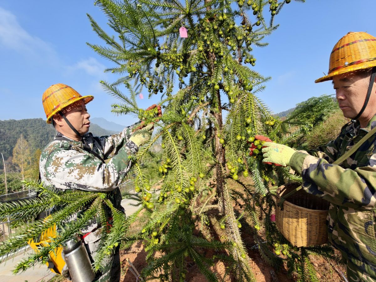 党报记者八闽行·基层共学⑭｜最绿省份打造最强杉木“芯片”