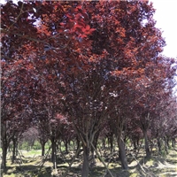 地径米径胸径的区别