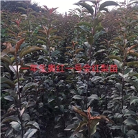 大型盆景：从概念界定到工程落地的全链路认知图谱