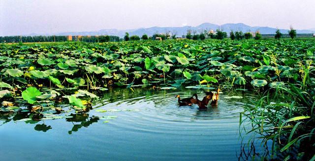 人文齐鲁北园纪事